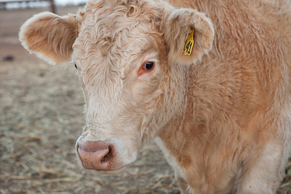 Shiva, a bull, is a “he,” as are most of the rescued ruminants at PreetiRang Sanctuary.