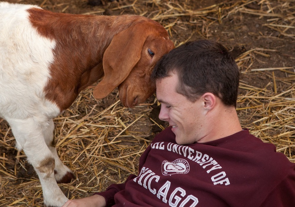 Luv, a male goat living at PreetiRang Sanctuary , and Brian, a male human. Refer to both as “he.”
