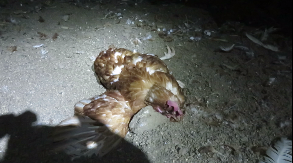 Contrary to the Times' reporting, stories of distressed animals left to die -- such as Mei Hua pictured here -- are routine in all of animal agriculture.