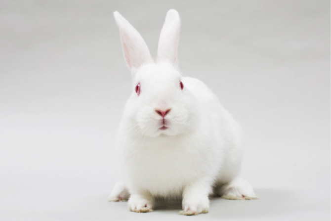 Rama , a well-loved New Zealand White rabbit at SaveABunny.