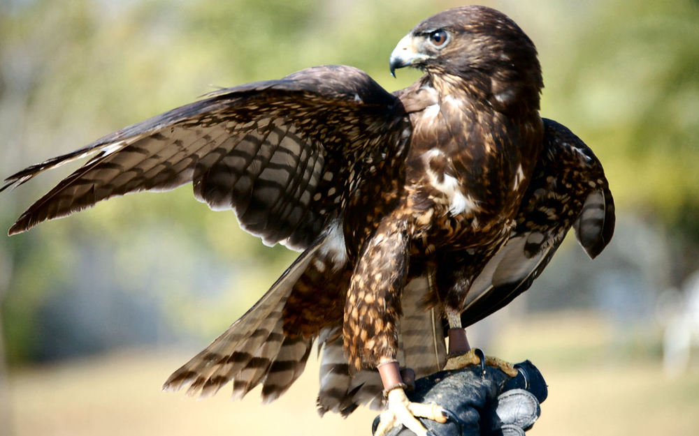 A short-tailed hawk wearing a quizzical expression.