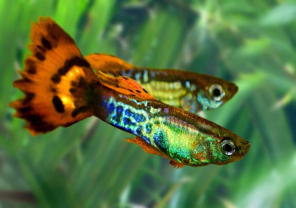 Guppies.