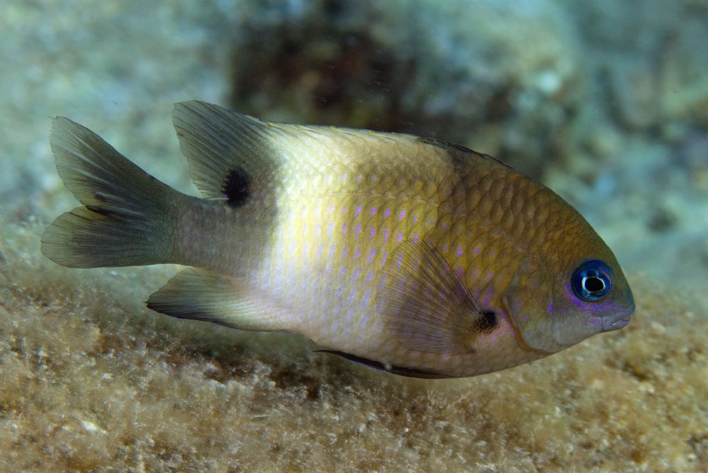 Whitebar gregory damselfish.