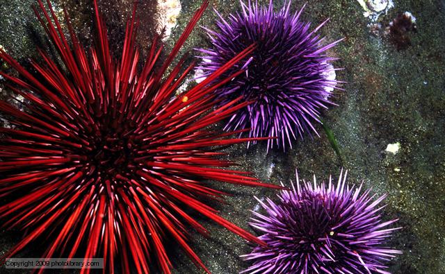 Sea urchins.