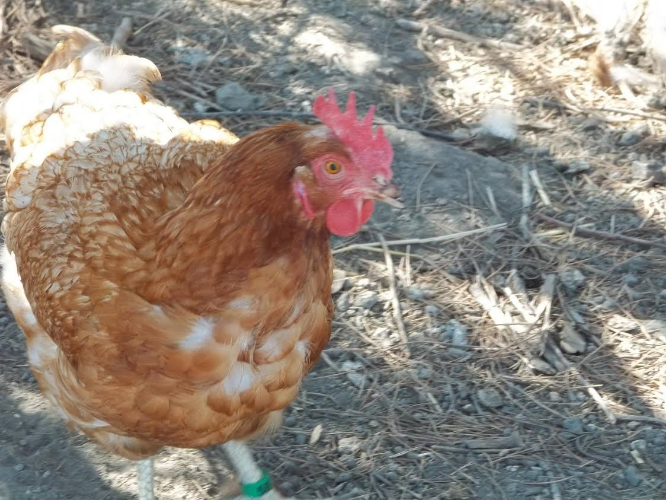 Ellie hanging out in the shade at Happy Hen.