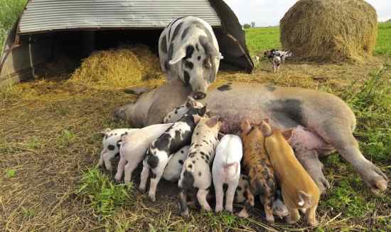 False advertising. About seventy-five percent of Niman pigs are raised indoors, according to a Niman spokesman, and yet this is the photo that appears on their website.