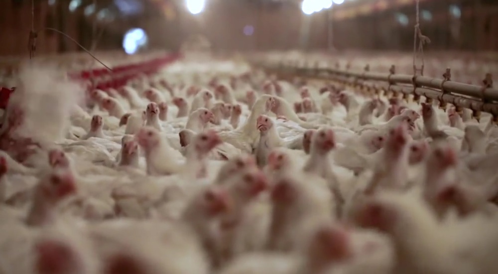 At Perdue-contracted farms chickens are packed into dark sheds.
