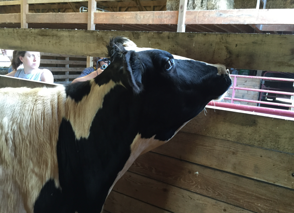 On one of Alexander's many trips to the hospital to receive treatment for his injured leg, his friend -- a juvenile cow herself -- wailed as he was taken away.