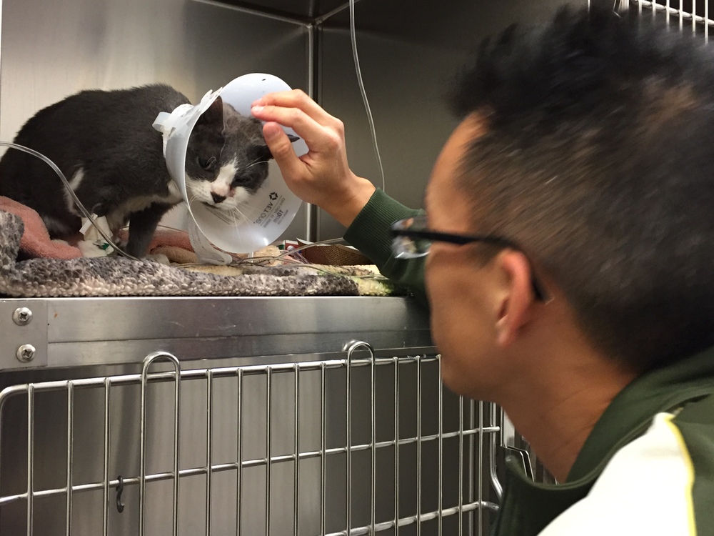 Flash cried pitifully when I left the hospital every night.