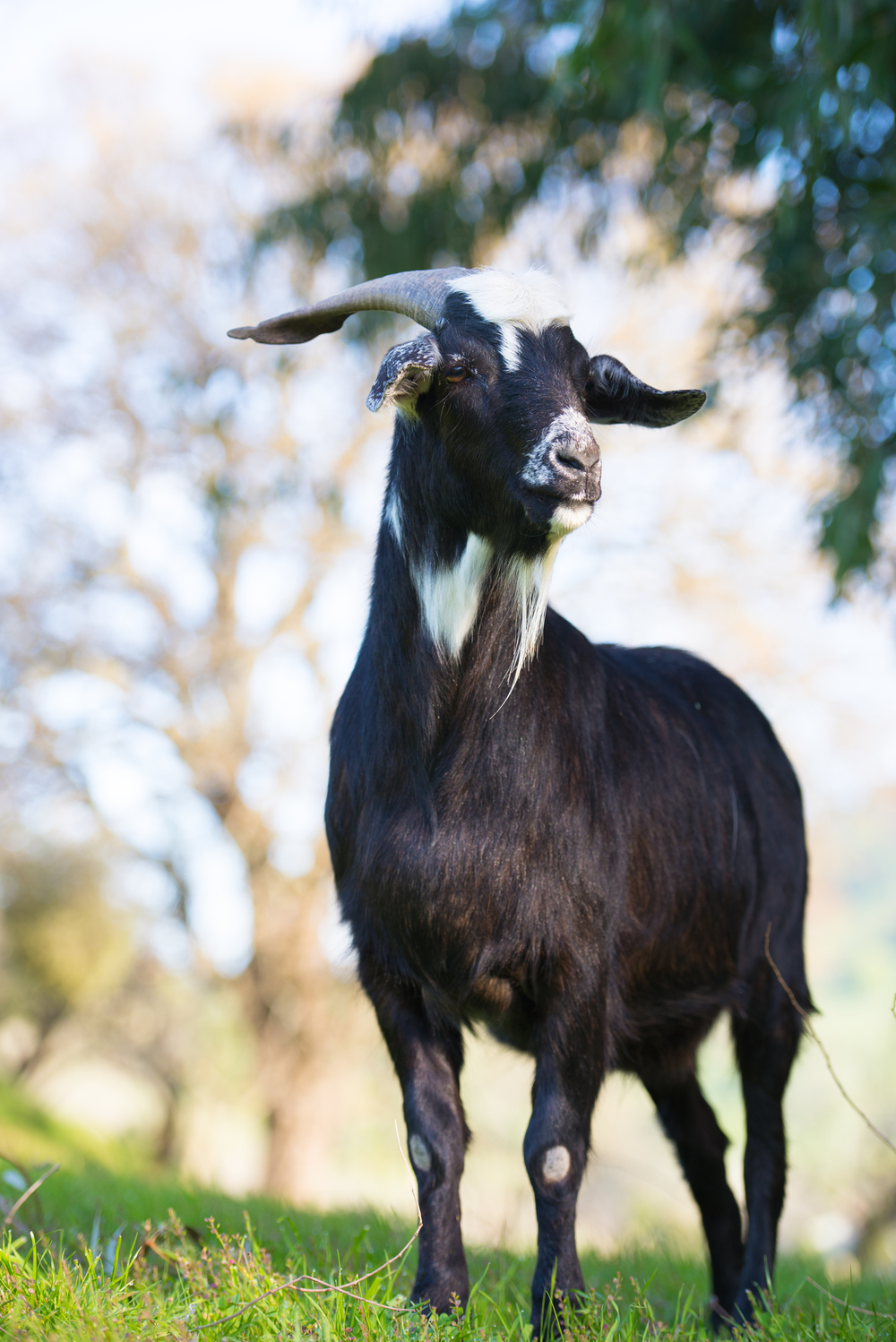Domino is finally free after escaping a livestock auction.