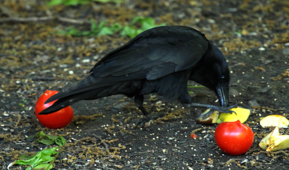 A crow prepares to bury his food... and hide it somewhere else if someone is watching.