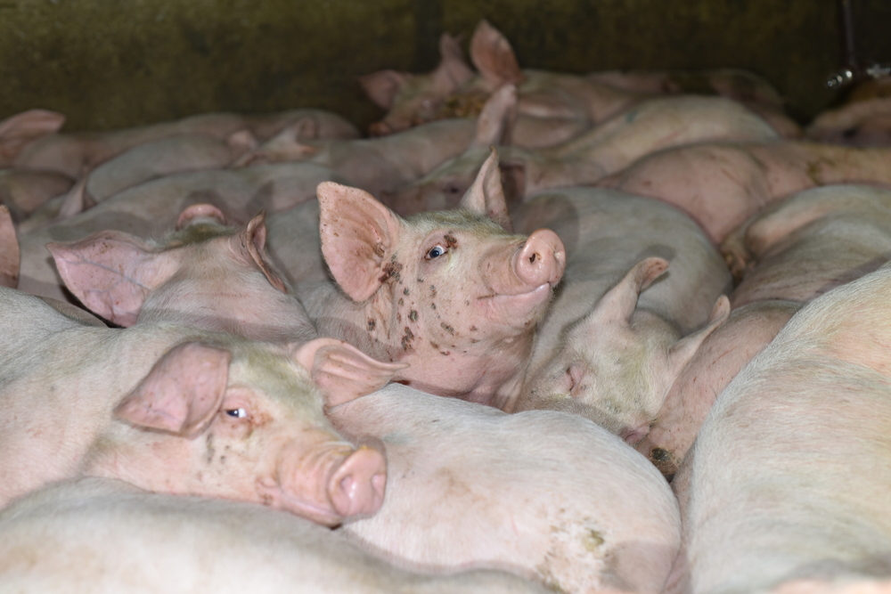 The inside of Hormel’s Farmer John, a Costco supplier.