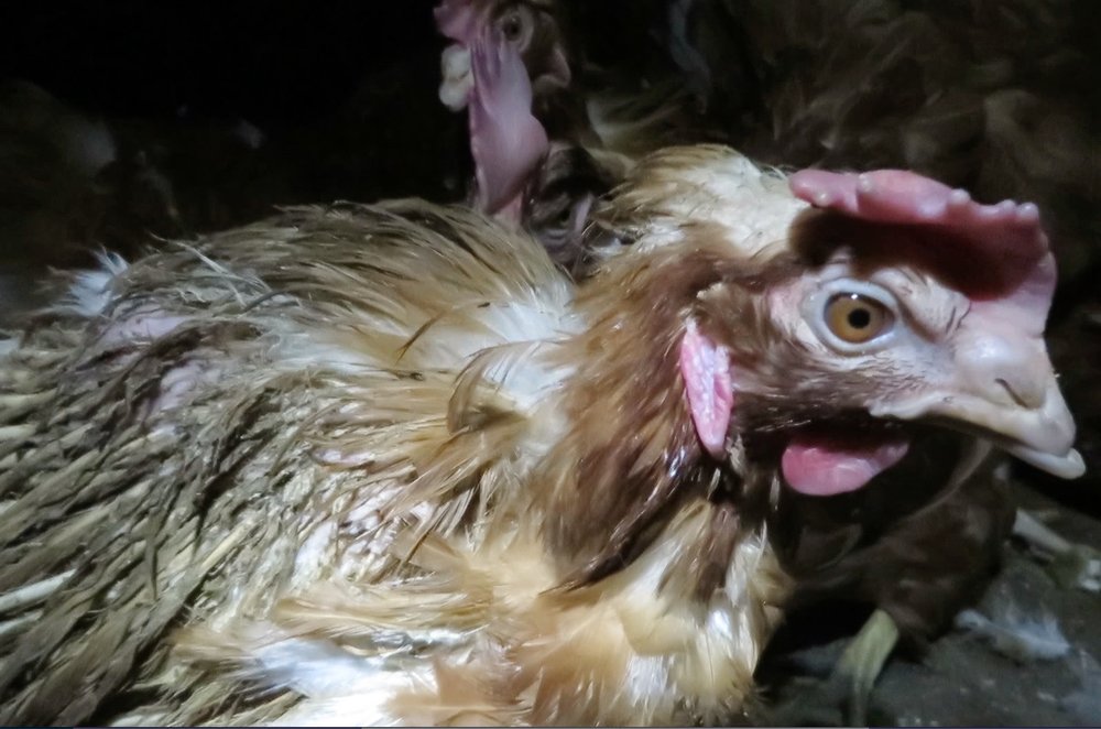 The face of a hen at a Whole Foods farm .