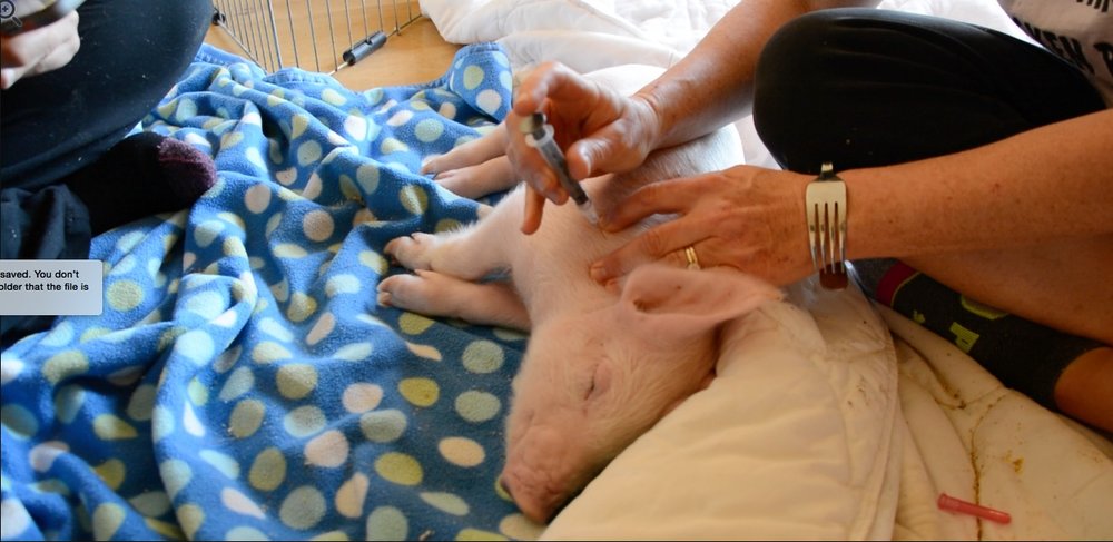 Caring for Miley after the rescue.