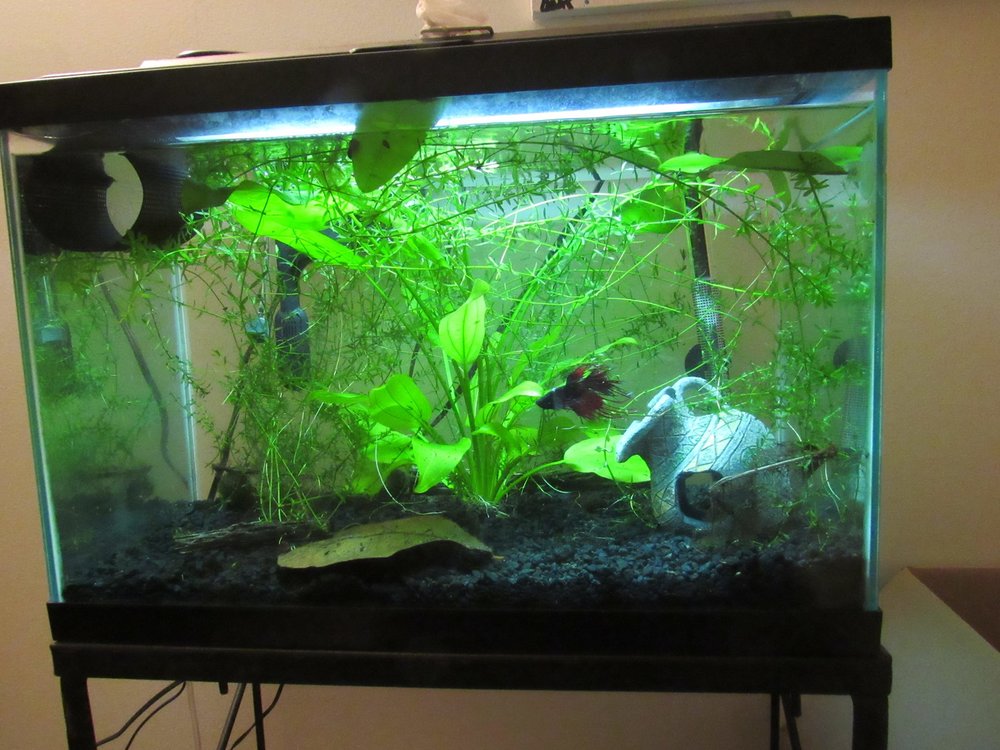 My new home, complete with real betta leaves and moss balls!