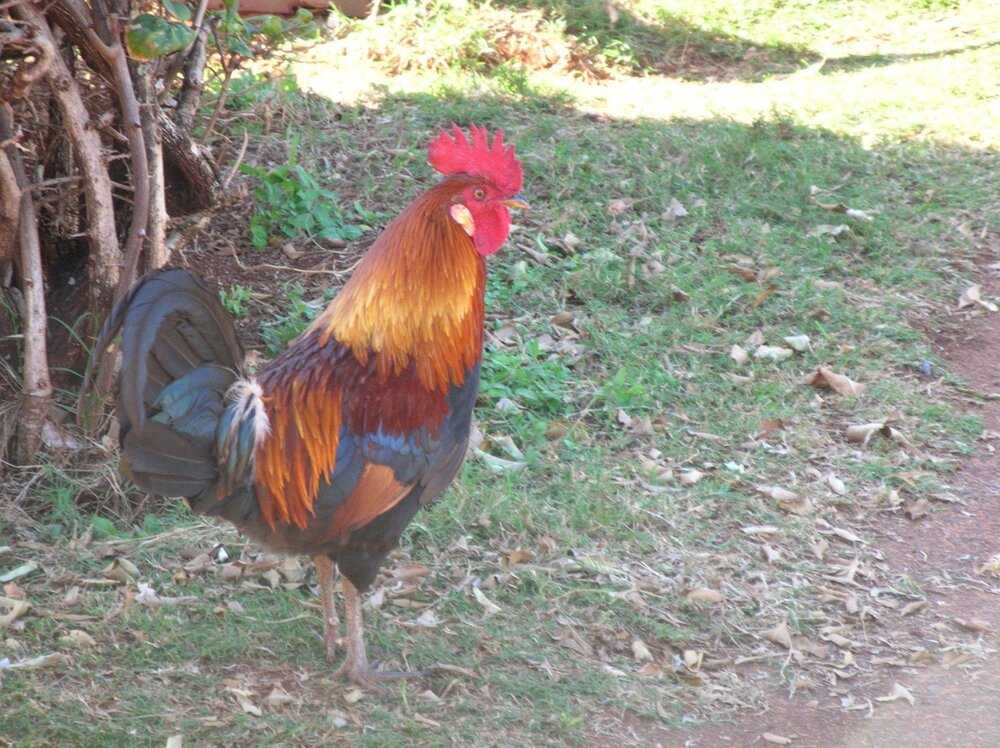 One of the beautiful wild chickens in Hawaii