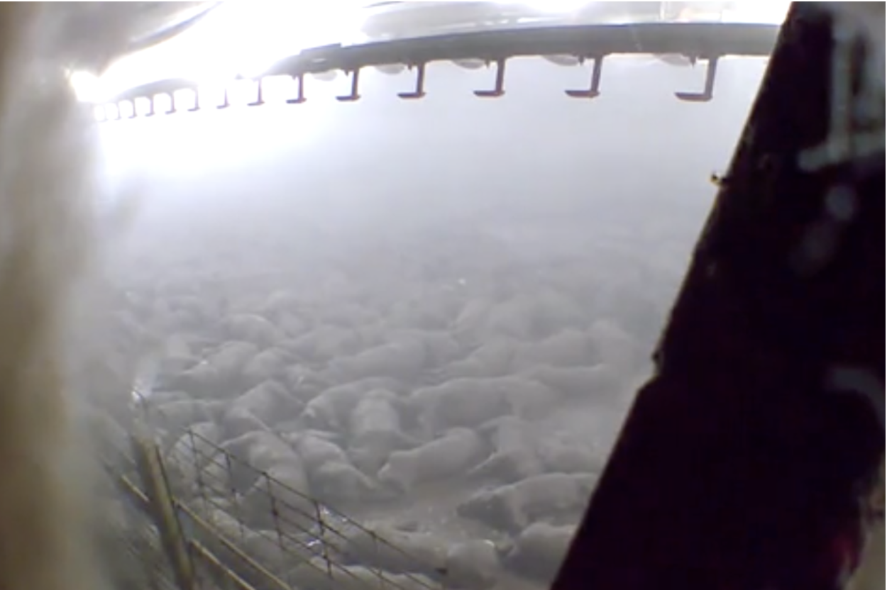 Thousands of dead and dying Iowa Select Farm pigs just after “ventilation shutdown” on May 19 (Credit: Direct Action Everywhere)
