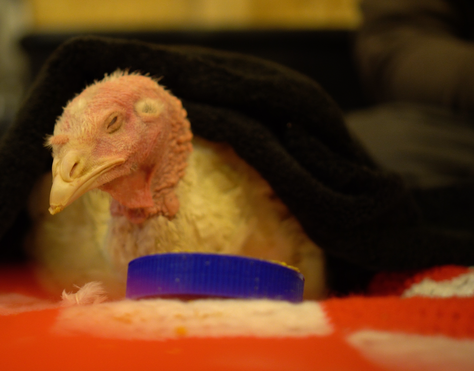 How One Bird's Death Illustrates Our Nation’s Pandemic Failures (and its Hope)