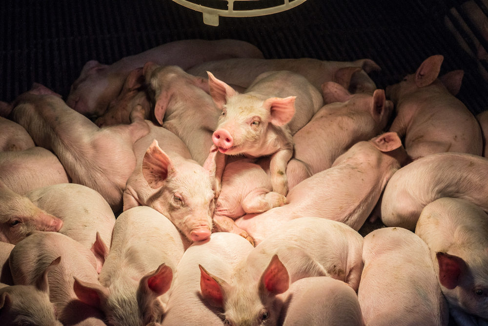 Five reasons why a moratorium is the right next step in our fight to #CancelAnimalAg