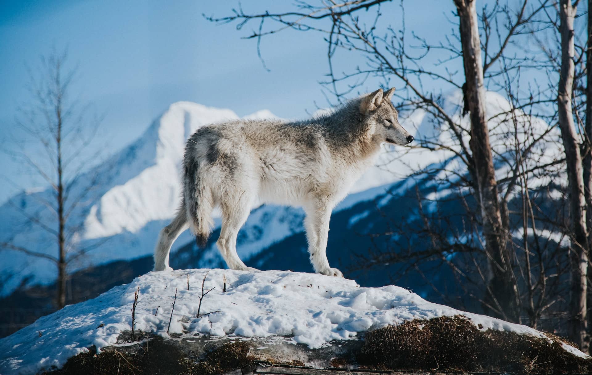 The Tale of Dark Wolf and The Light Wolf