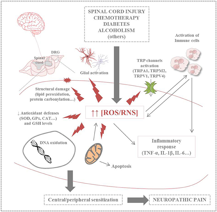 Thiamine, Fibromyalgia & Chronic Pain