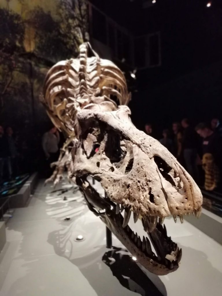 Naturalis Holand Museu de História Natural Holanda The Netherlands