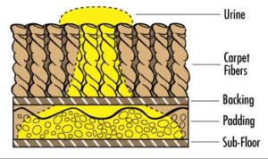 Urine on Carpet