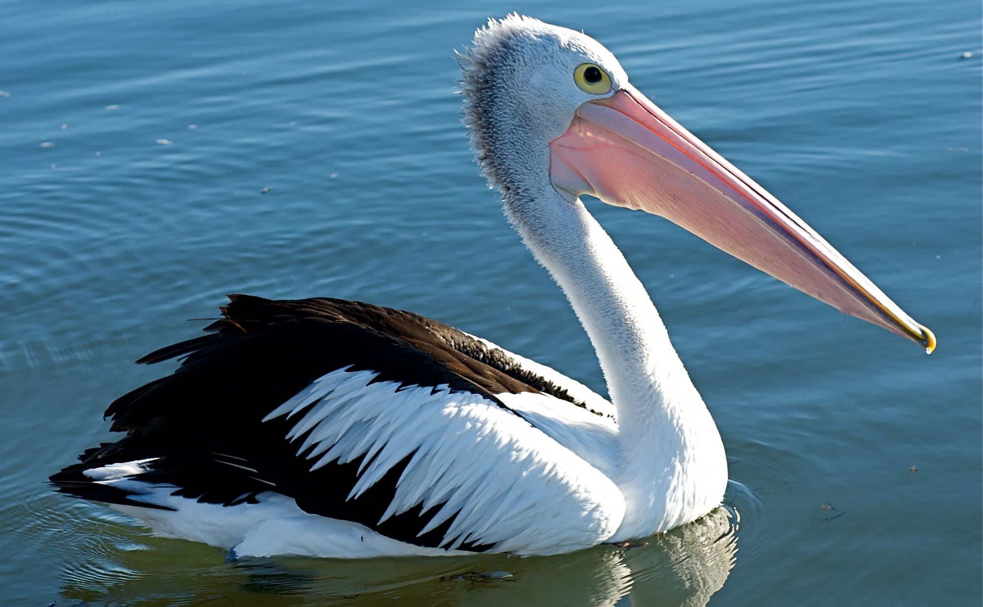 Pelicans Of The World