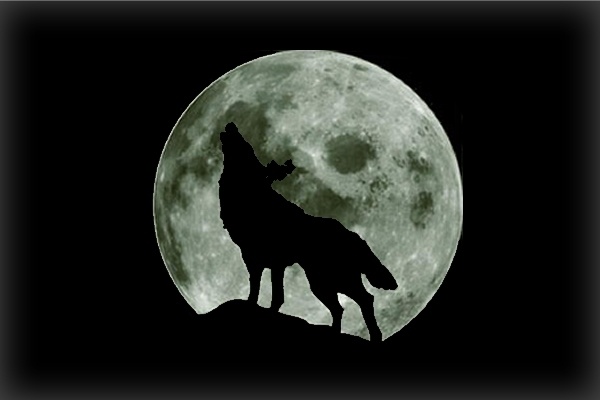 lone-wolf.jpg