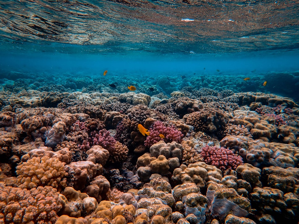 Fish swimming on coral reef