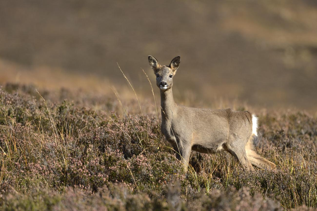 Deer | NatureScot