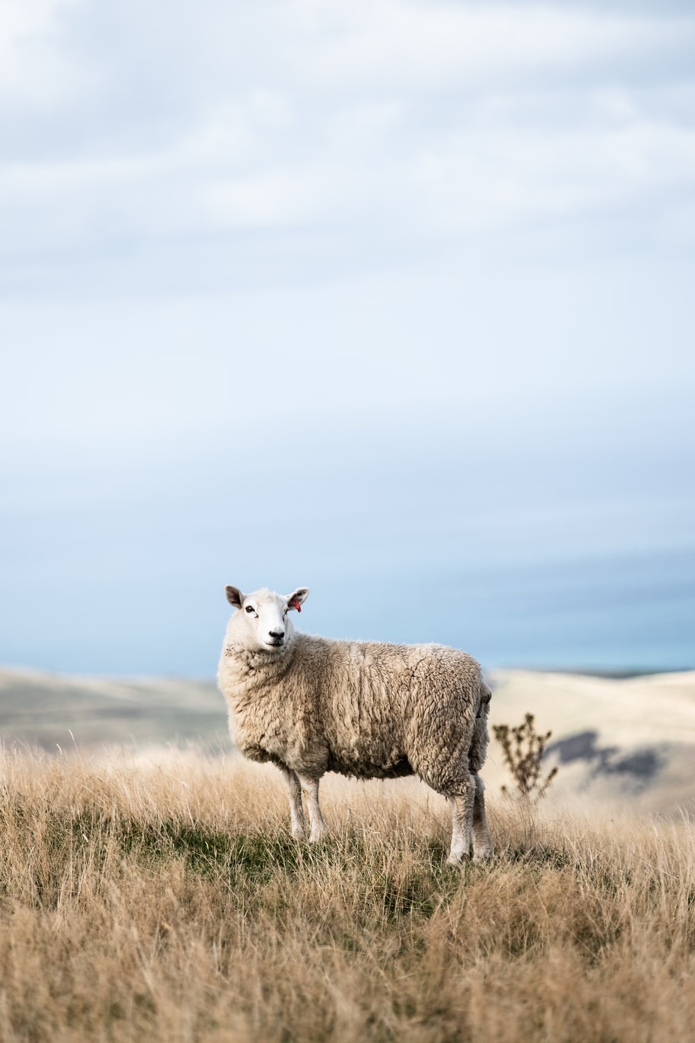 Merino wool hiking shirt