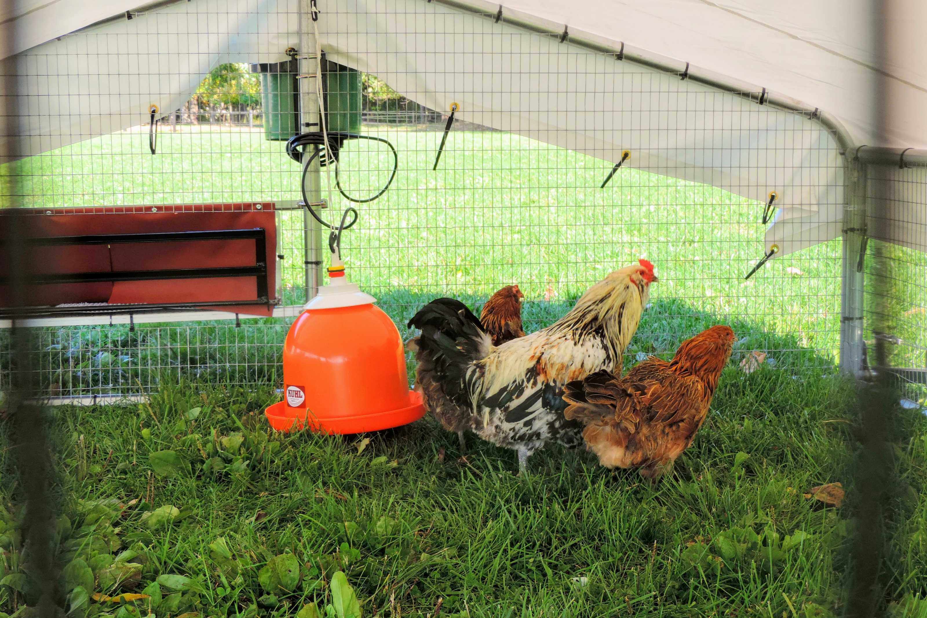 Chicken Coop 10x12' Chicken Ranger