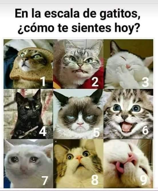 meme_gatitos