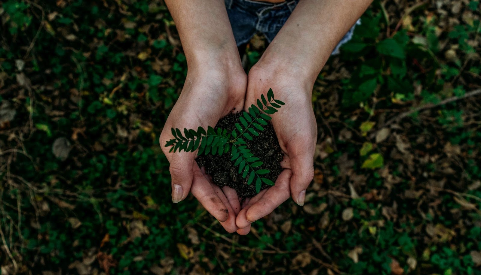 Hands holding a fern plant