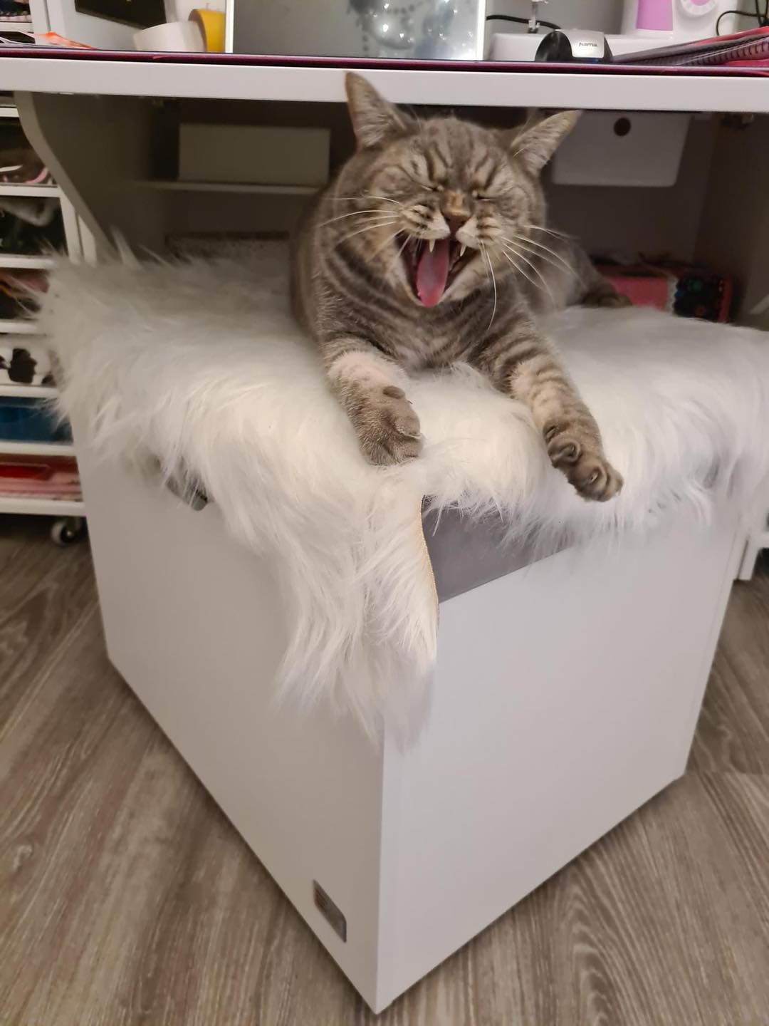 Cat lover 😁