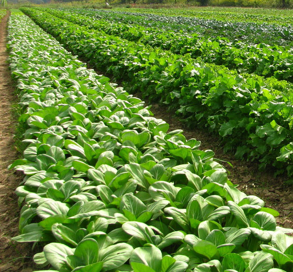 Fresh produce compliance
