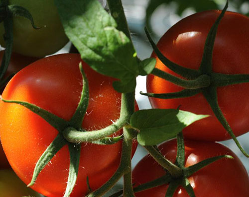 Fruit Packing Process