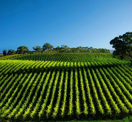 fresh produce traceability for fruit & vegetables
