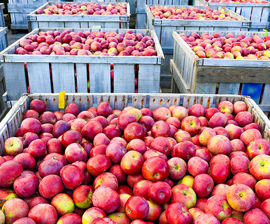 fresh produce traceability for fruit & vegetables
