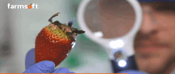 fresh produce quality control