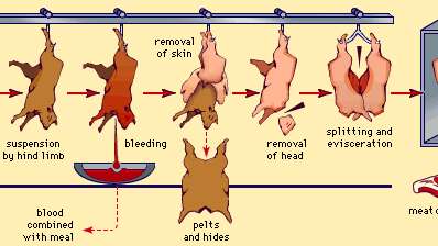 basic slaughtering process; meat processing