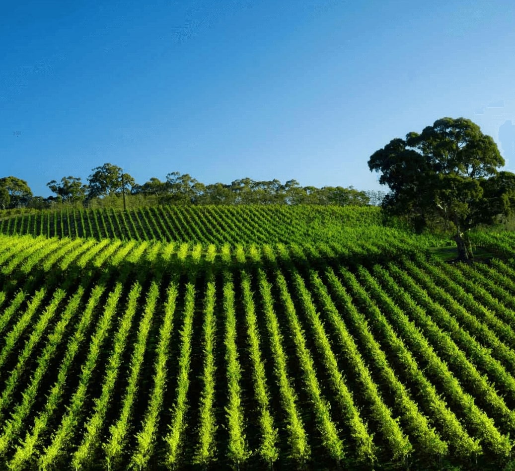 GFSI compliance for fruit and vegetable handling