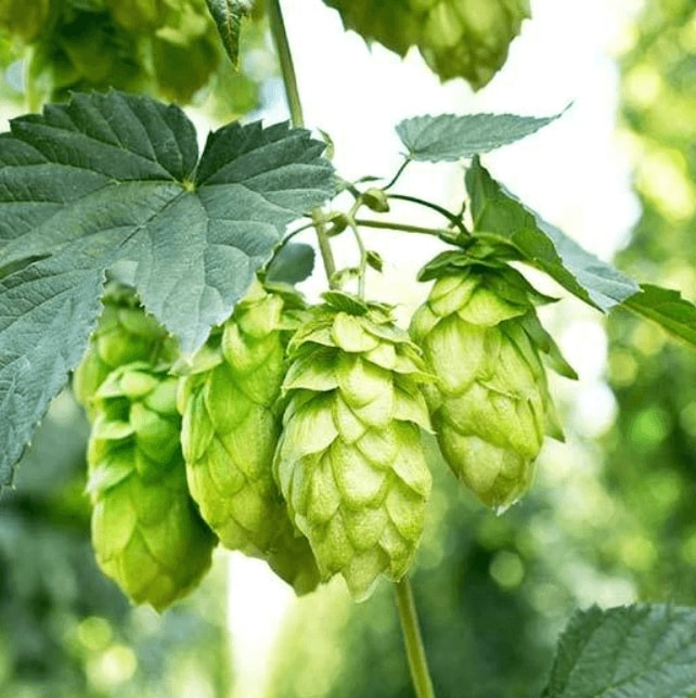 hop processing hop export hop milling