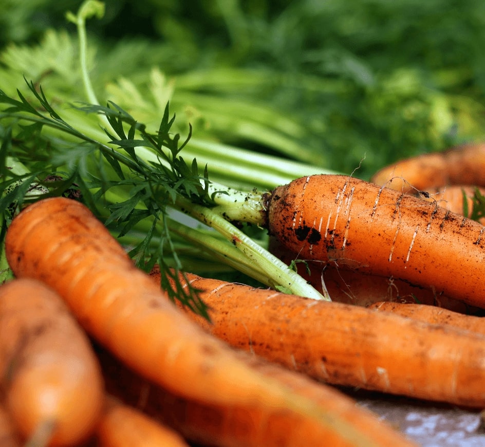 Carrot Farming Software