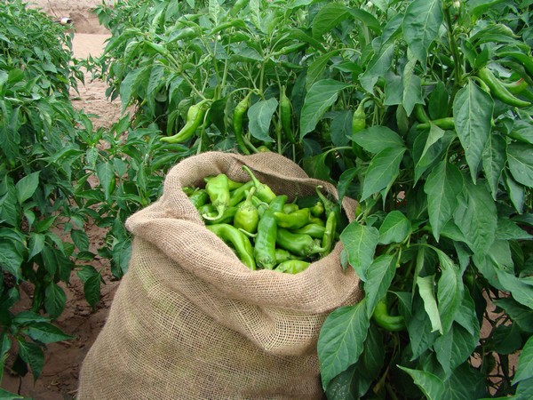Chili processing & manufacturing software