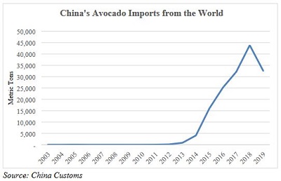 Avocado Packing & Processing Solution Avocado Oil