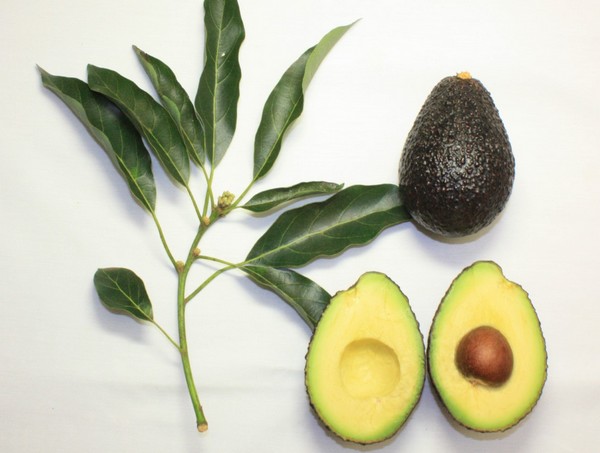 Avocado Packing & Processing Solution Avocado Oil