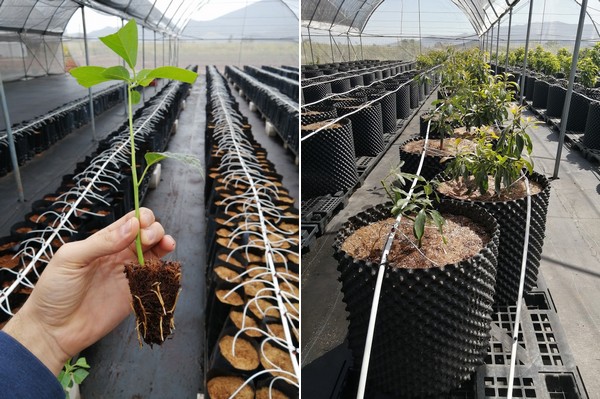 Avocado Packing & Processing Solution Avocado Oil