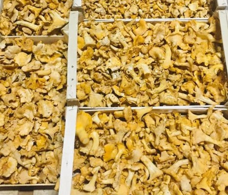 Frozen fresh fruit vegetable IQF processing & quality solution